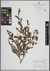 Foto von Salix atrocinerea Brot.